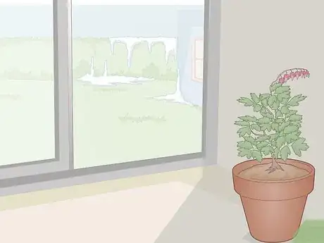 Image titled Care for a Bleeding Heart Step 16