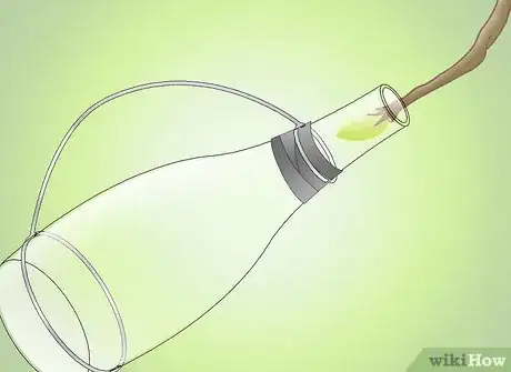 Image titled Get a Pear Into a Wine Bottle Step 9