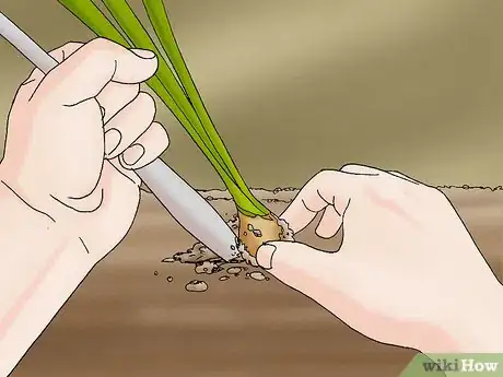 Image titled Propagate Daffodils Step 3