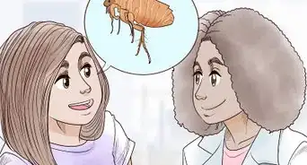 Deal with Persistent Feline Flea Problems