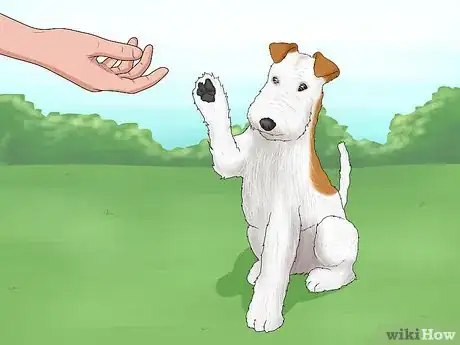 Image titled Identify a Wire Fox Terrier Step 14