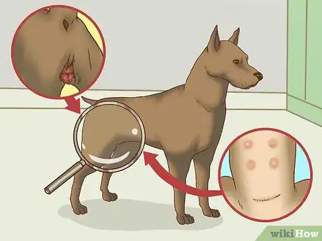 Image titled Get a C‐Section for Your Dog Step 6