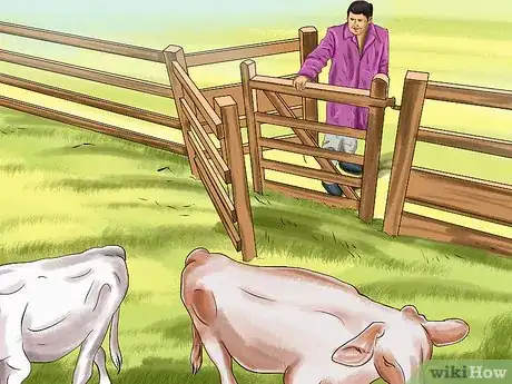 Image titled Sort Cows Step 9
