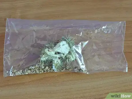 Image titled Grow Moon Flower Step 1