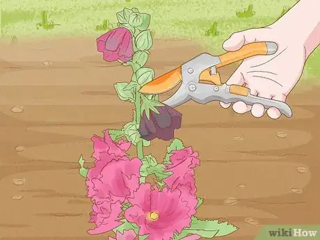 Image titled Prune Hollyhocks Step 2