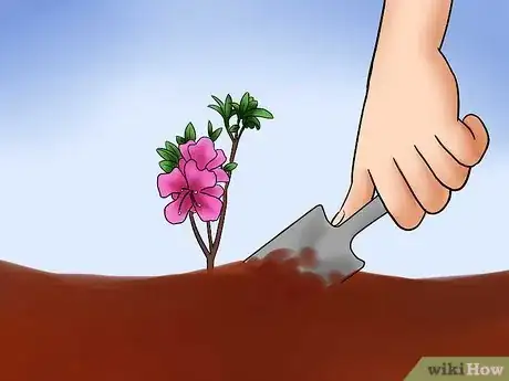 Image titled Care for Azaleas Step 9
