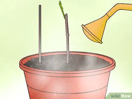 Image titled Plant Confederate Jasmine Step 23