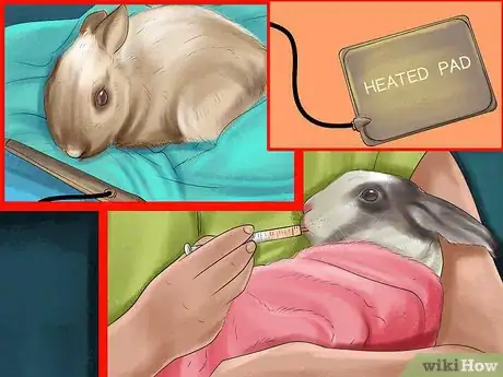 Image titled Get Rabbits Spayed or Neutered Step 11