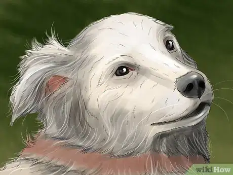Image titled Know if a Head Halter Is Right for Your Dog Step 13