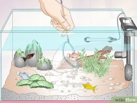 Image titled Keep Crystal Red Shrimp Step 8