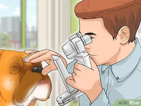 Image titled Diagnose Entropion in Boxers Step 6