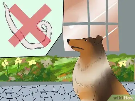 Image titled Care for Collies Step 6