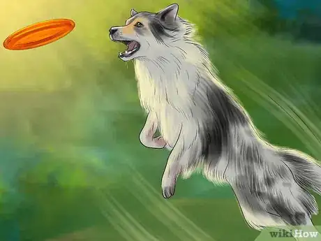 Image titled Show Affection to an Older Dog Step 13