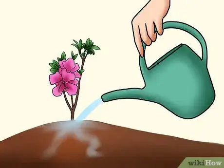 Image titled Care for Azaleas Step 8