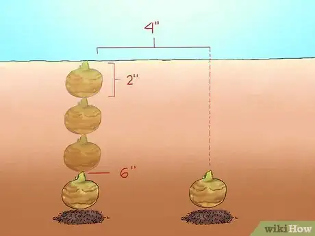 Image titled Transplant Bulbs Step 9