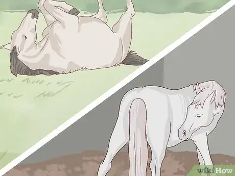 Image titled Walk a Colicking Horse Step 10