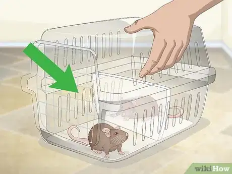 Image titled Keep a Pair of Pet Rats Step 1