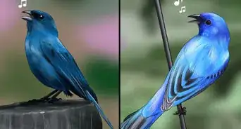 Identify an Indigo Bunting