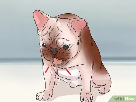 Image titled Detect and Prevent Bloating and Torsion in Dogs Step 1