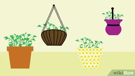 Image titled Grow Hoya Bella (Miniature Wax Plant) Step 4