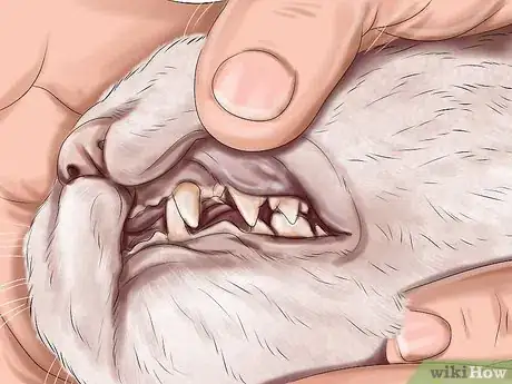 Image titled Ensure the Health of a Lost Pet After Finding It Step 5