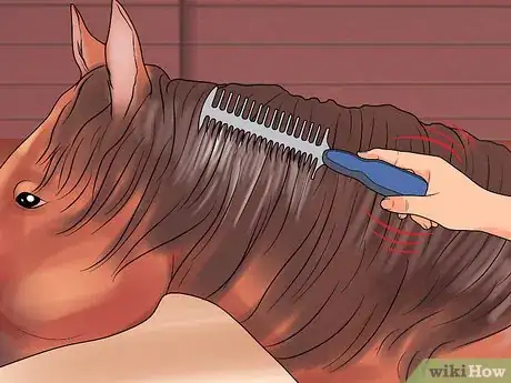 Image titled Groom a Miniature Horse for Show Step 18