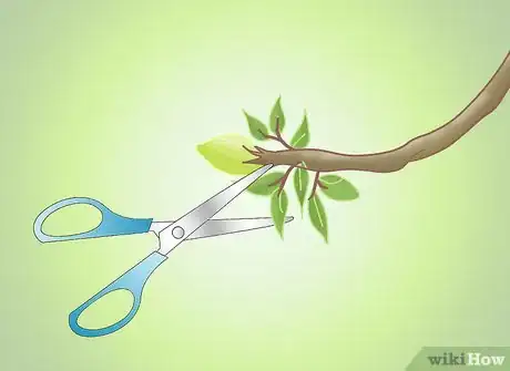 Image titled Get a Pear Into a Wine Bottle Step 8