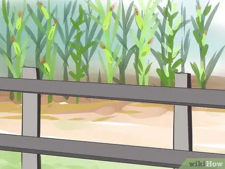 Image titled Grow Sweet Corn Step 14
