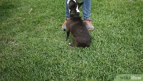 Image titled Make a Dog Stand Up Step 8