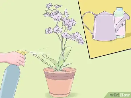 Image titled Care for Mini Orchids Step 22