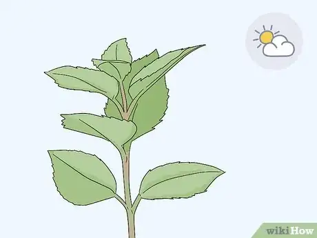 Image titled Take Softwood Cuttings Step 1