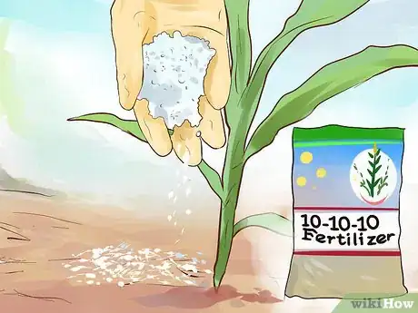 Image titled Grow Sweet Corn Step 12