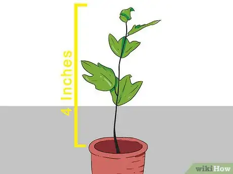 Image titled Plant Sycamore Tree Seeds Step 6