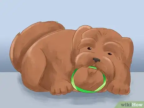 Image titled Take Care of a Shih Tzu Step 6