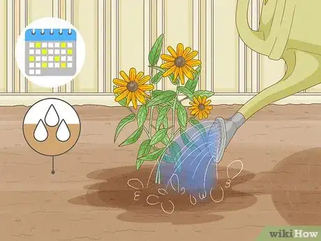 Image titled Grow Black Eyed Susan Flowers Step 6