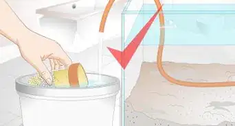 Treat Cyanobacteria (Blue Green Algae) in an Aquarium