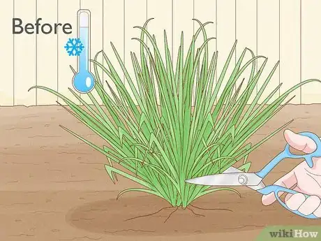 Image titled Grow Sweetgrass Step 26