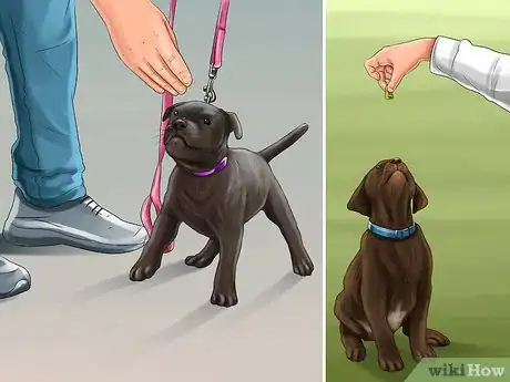 Image titled Introduce Training to a New Puppy Step 2