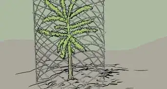 Plant Trees for a Reforestation Project