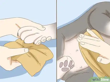 Image titled Treat Seasonal Allergies in Dogs (Home Remedies) Step 4