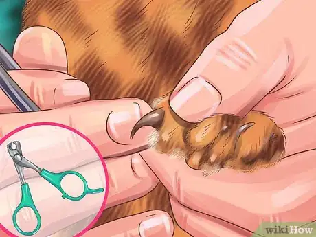 Image titled Care for Toygers Step 6