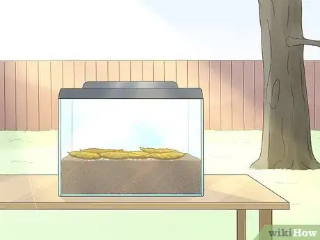 Image titled Grow Blood Worms Step 8