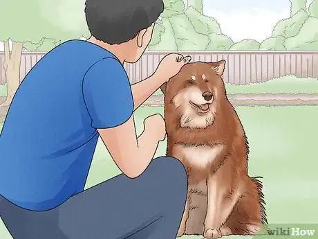 Image titled Identify a Finnish Lapphund Step 13