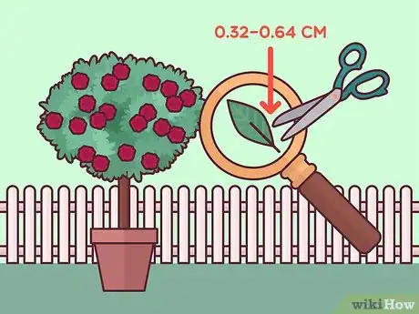 Image titled Prune Tree Roses Step 8