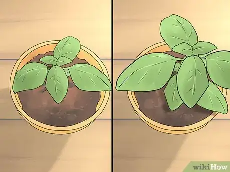 Image titled Transplant Herb Seedlings Step 9