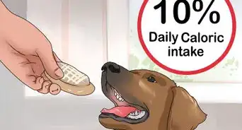 Give a Dog a Merry Christmas