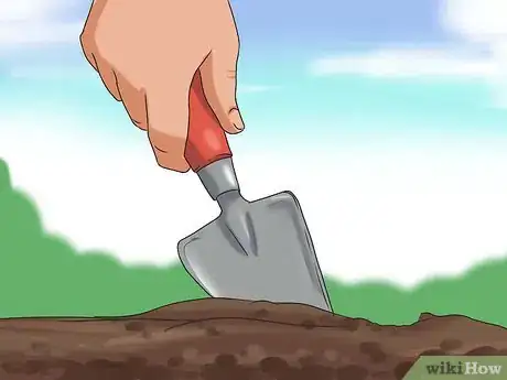 Image titled Grow Sunflowers Step 7