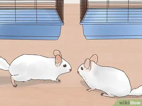 Image titled Keep Multiple Chinchillas Step 5