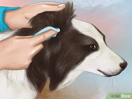 Image titled Care for Papillons Step 4