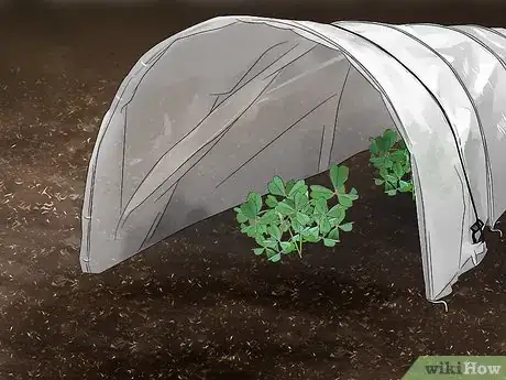 Image titled Grow Oca Step 10